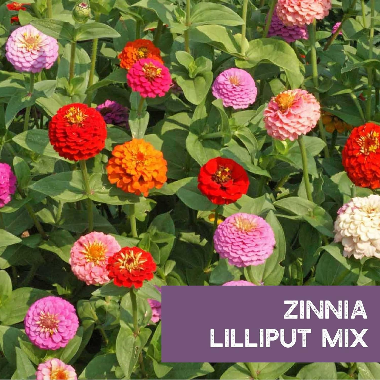 Zinnia Seeds for Planting Outdoors – ~1,500 Lilliput Semi-Dwarf Zinnia Seeds – D