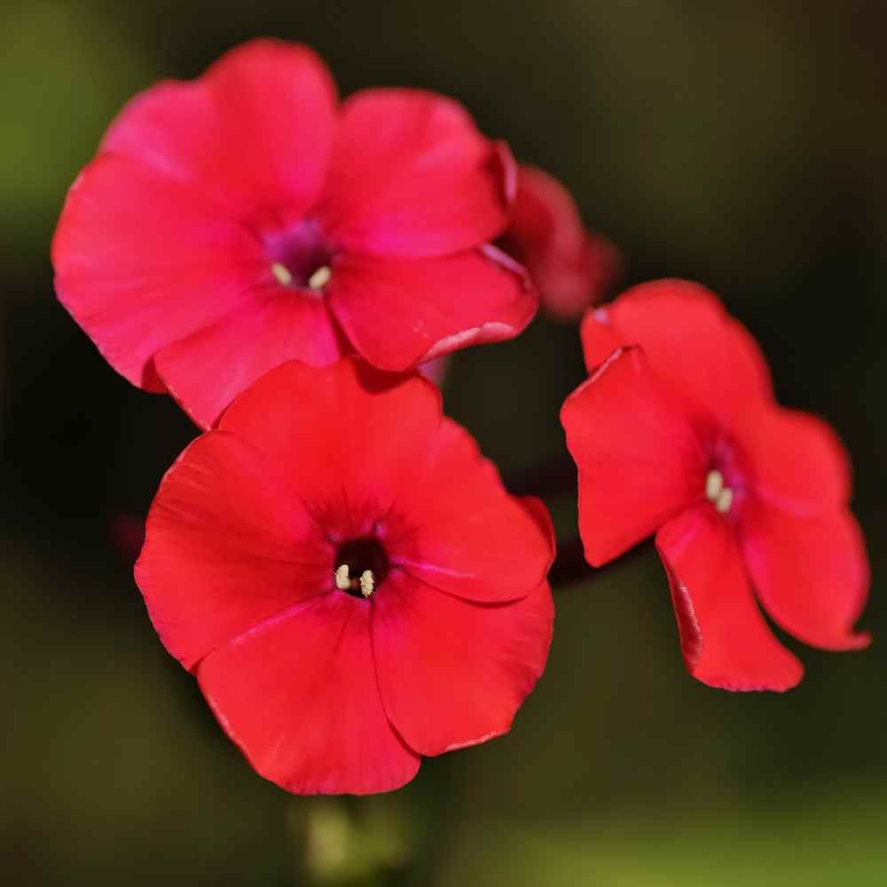 1 LB Scarlet Phlox Seed For Planting – Annual Red Phlox Wildflower Seeds