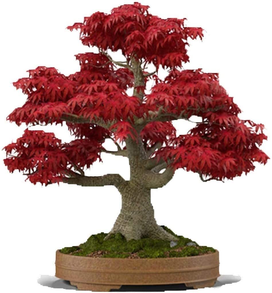Japanese Red Maple Bonsai Tree Seeds | 30+ Seeds | Highly Prized for Bonsai, Jap