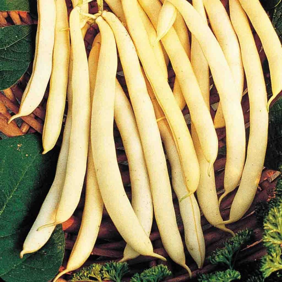 Cherokee Wax Bean Seeds (25) / Bush / Heirloom ,/ Easy / DELICIOUS