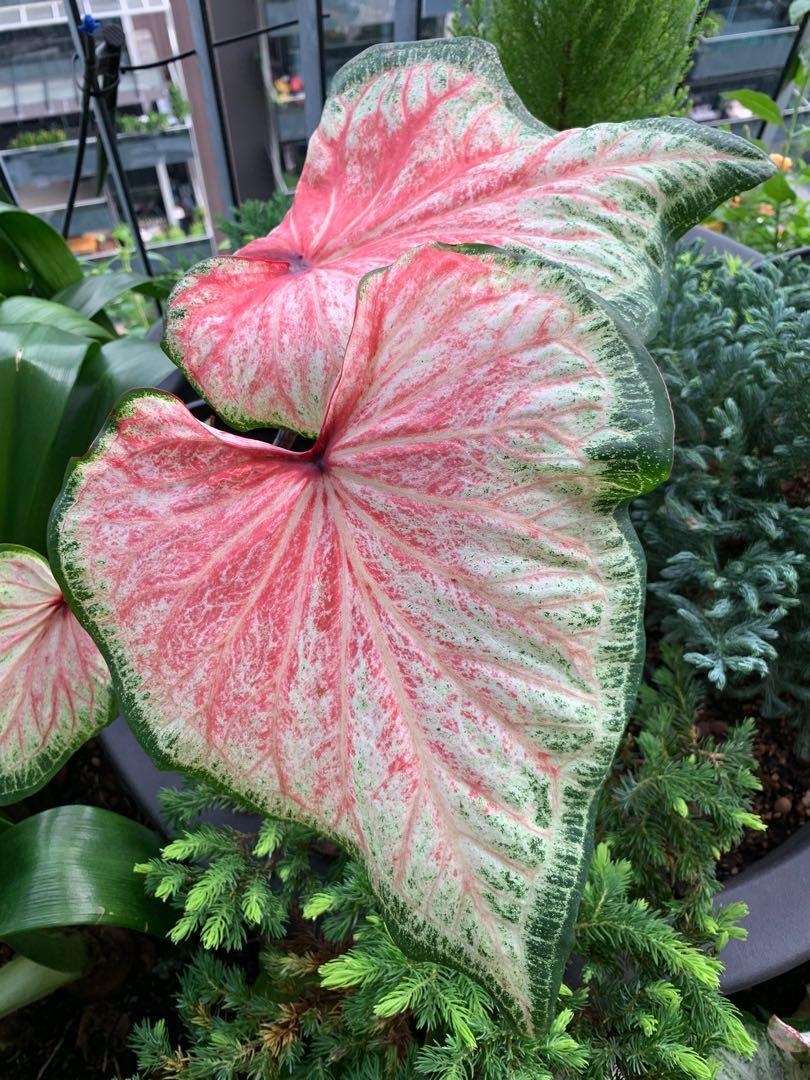 ‘Chinook’ Caladium 2026 Caladium of the Year (2 bulbs)