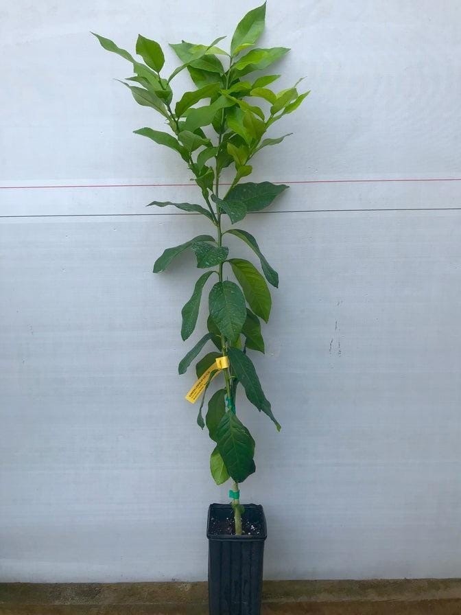 Miho Wase Hardy Mandarin Orange, 1-2 feet tall, No Ship Az, Ca, Fl, Tx, Ga