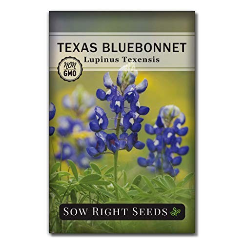 – Texas Bluebonnet Seeds to Plant – Non-GMO Heirloom Seeds -Full 1