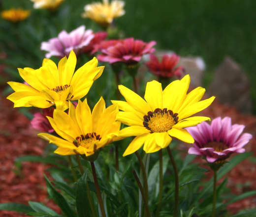 GAZANIA GARDEN LEADER MIXED COLORS Gazania Rigens – 200 Bulk Seeds