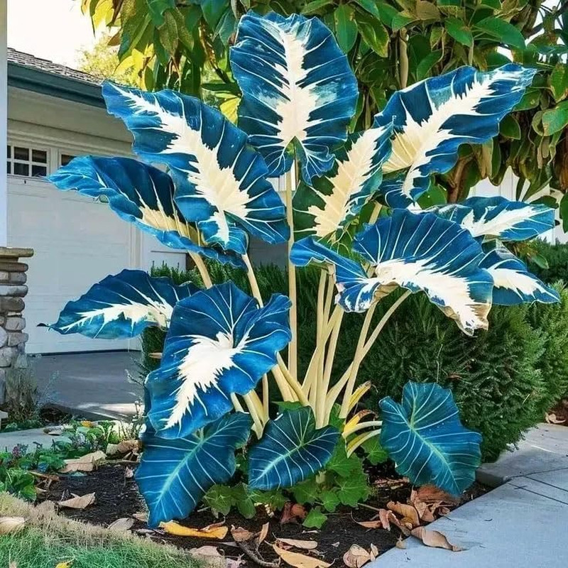 200+ Seeds Perennial Hosta Flower Seed for Planting Outdoors Garden Beauties