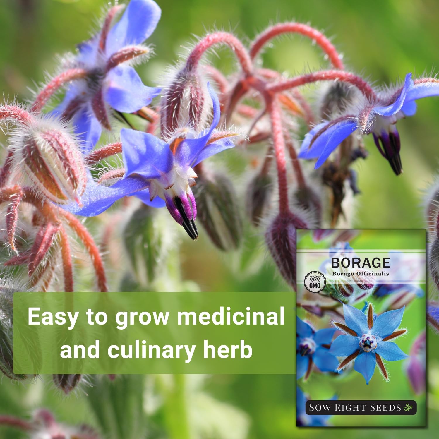 Borage Seeds Herb Garden Kitchen Companion Planting NonGMO Heirloom 1g Packet