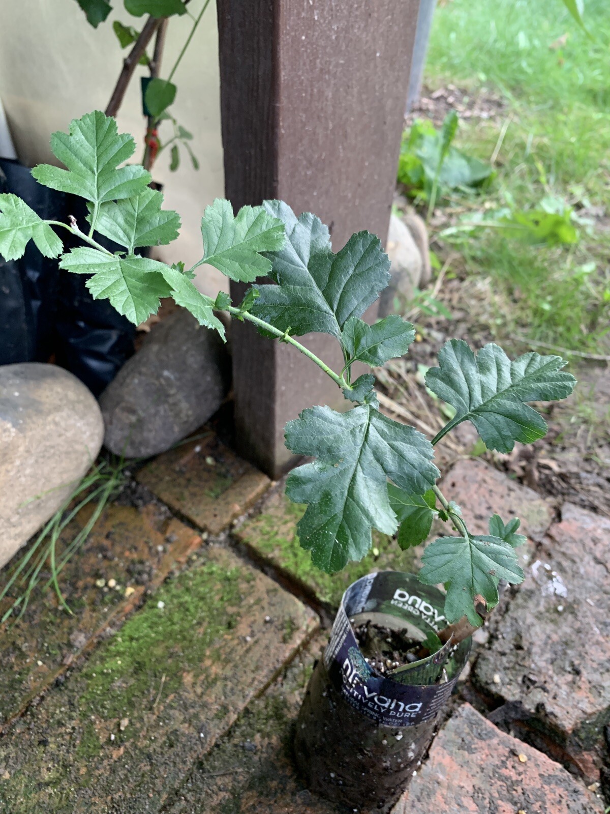 12-18” Tall Golden Girl black hawthorn (Crataegus sp.) 1 year old grafted plant