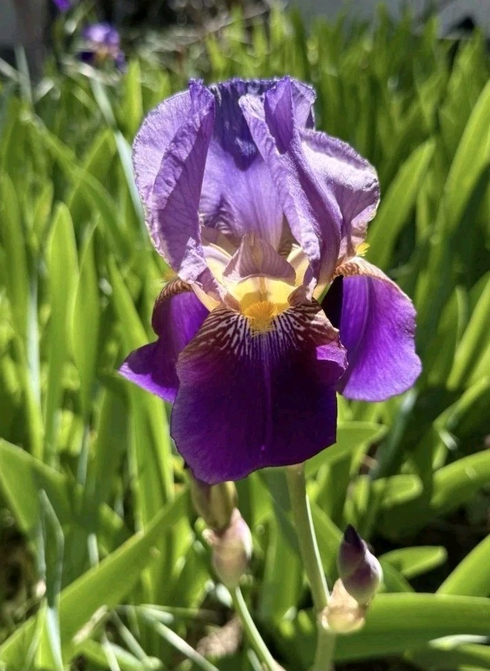6 Purple Bearded Iris Rhizomes w roots variable toe-bulb sizes.