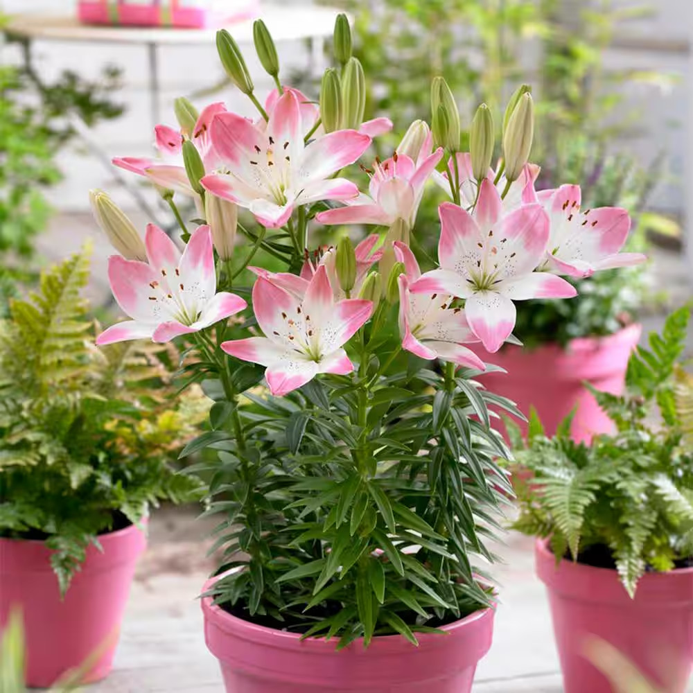 14 Cm/16 Cm, Sugar Love Asiatic Lily Flower Bulbs (Bag of 10)