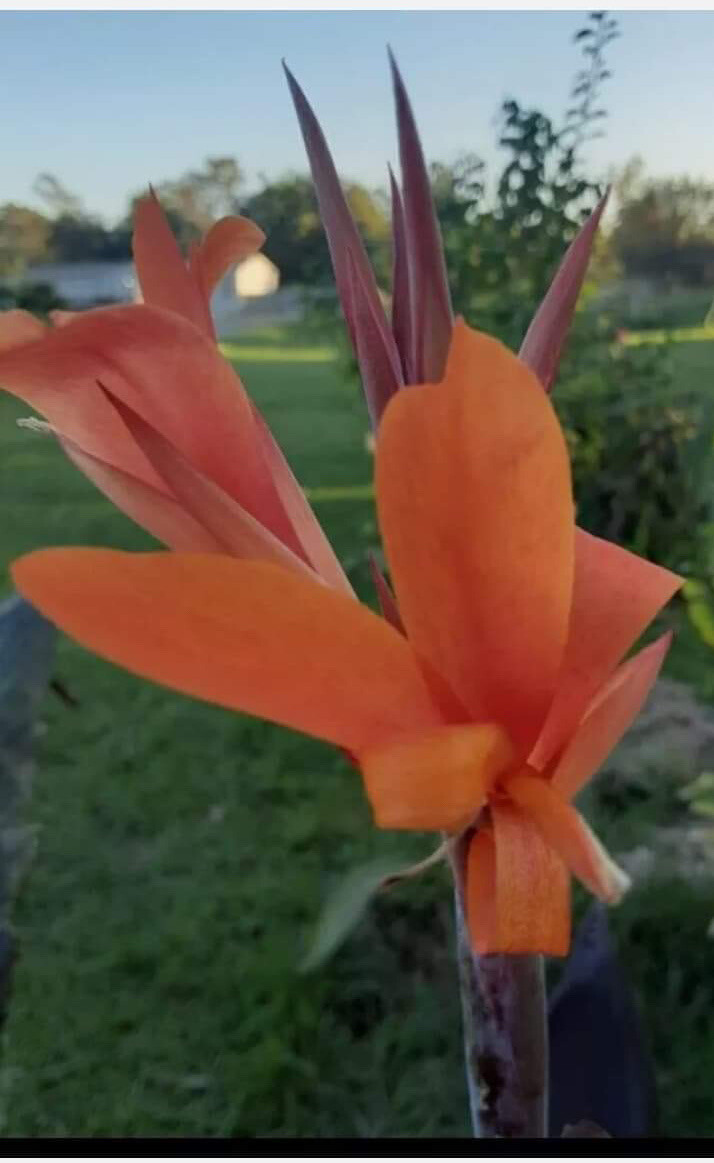 Orange Canna Lilly Bulbs W/ Dark Foliage (3 Count) Limited Quantity