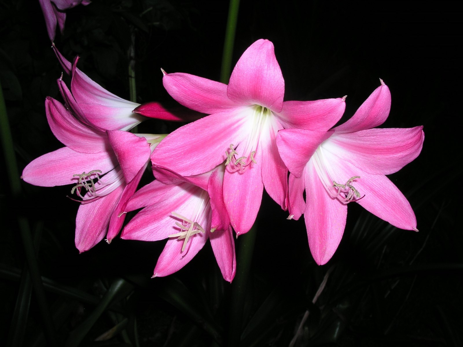 Crinum Lily, Bradley, jumbo, blooming-size bulb NEW