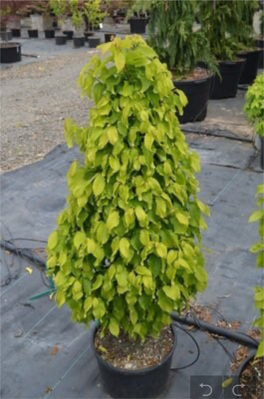 Carpinus betulus ‘Columnaris Nana’ grafted 1 year old plant bare root