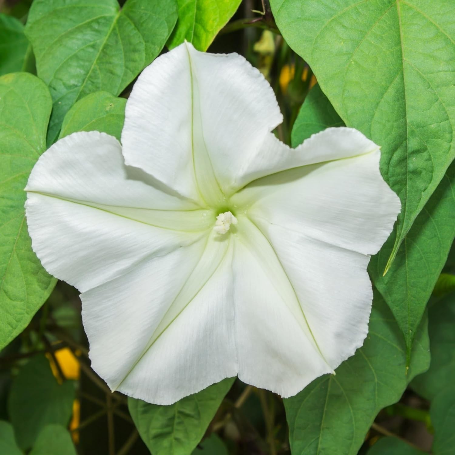 Moonflower Seeds for Planting Prolific Summer White Blooms | 1 Ounce Ipomoea …