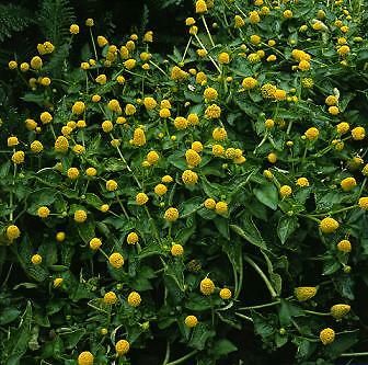 Spilanthes oleracea Lemon Drop 500 seeds