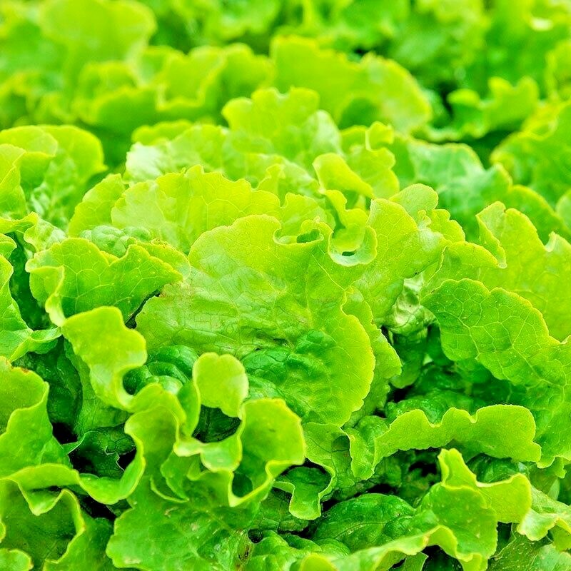 601+GREEN ICE Lettuce Seeds Organic Vegetable Spring Fall Garden Container Easy