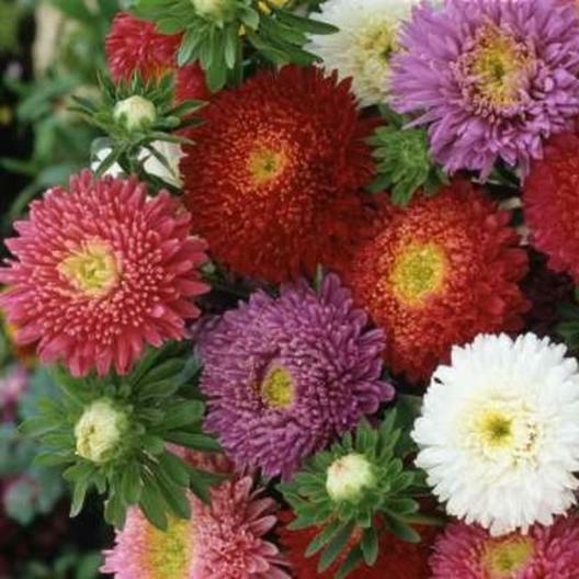 Aster, China POWDERPUFF Mix Double Blooms Heirloom Cut Flowers Non-GMO 200 Seeds