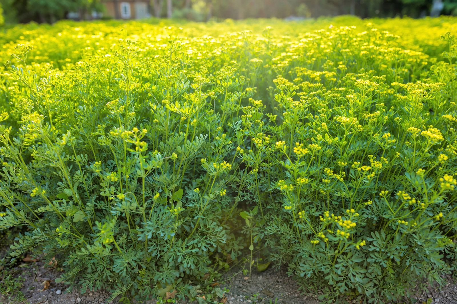 50 YELLOW RUE Herb of Grace Common Ruta Graveolens Fragrant Evergn Flower Seeds