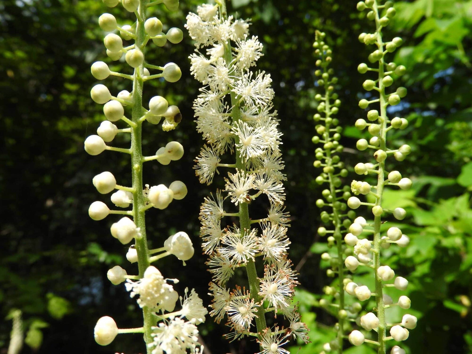 5 Black Cohosh Bulbs/Roots – Black Snakeroot, American Bugbane, Fairy Candles