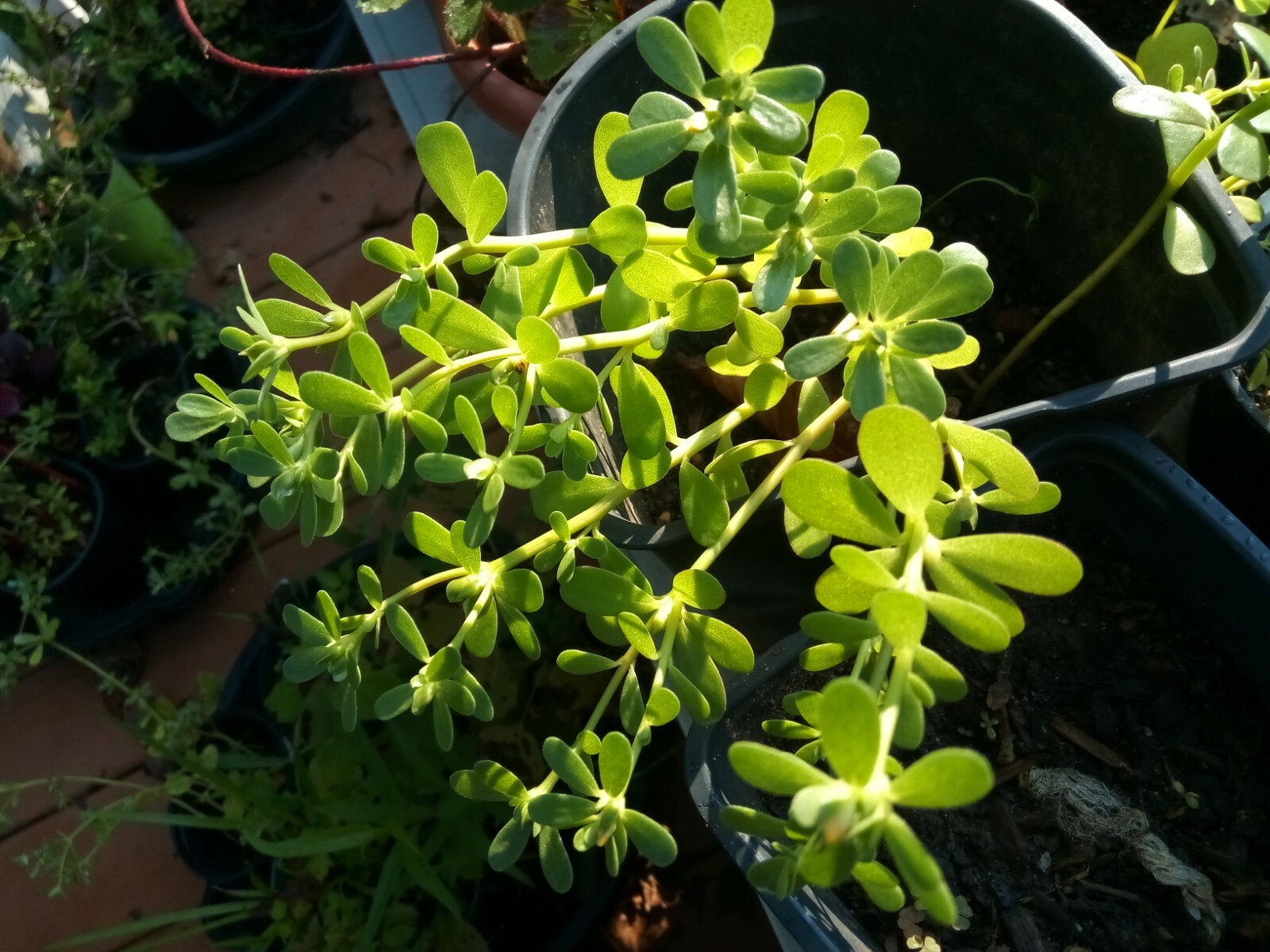 250+ Organic Purslane Seeds( Portulaca Sativa) Green Edible Annual Herb.
