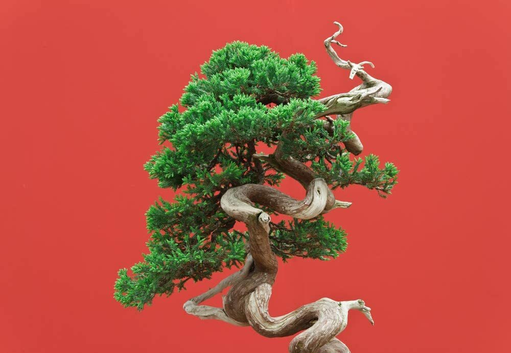20 Black Spruce Bonsai Tree Seeds for Planting Popular Coniferous Bonsai Tree