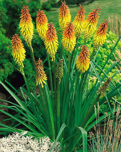 Red Hot Poker Seeds, Uvaria, Perennial Wildflowers, very Eye-Catching Plant 50ct