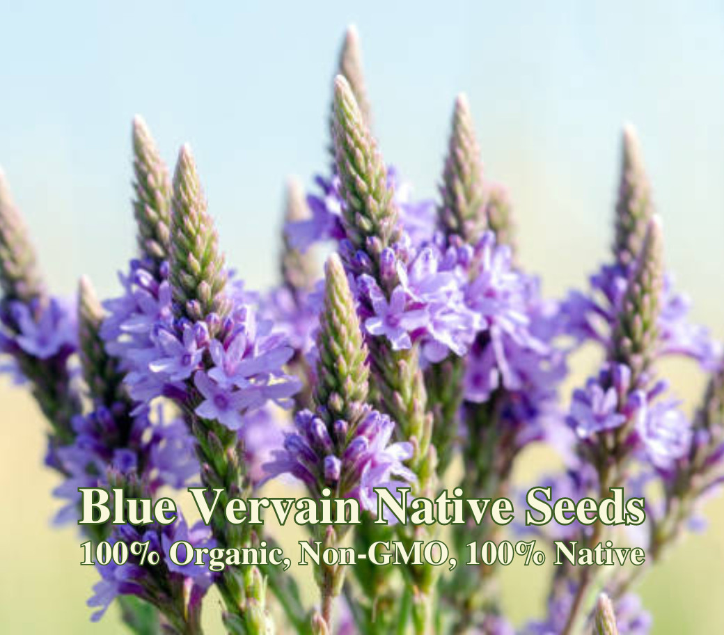 Blue Vervain Native Seeds – California Native – Verbena Hastata