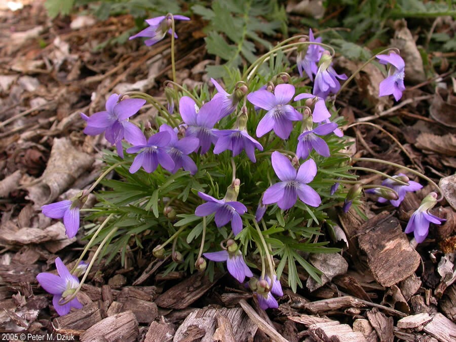 Viola pedatifida Purple Prairie Violet 15 seeds