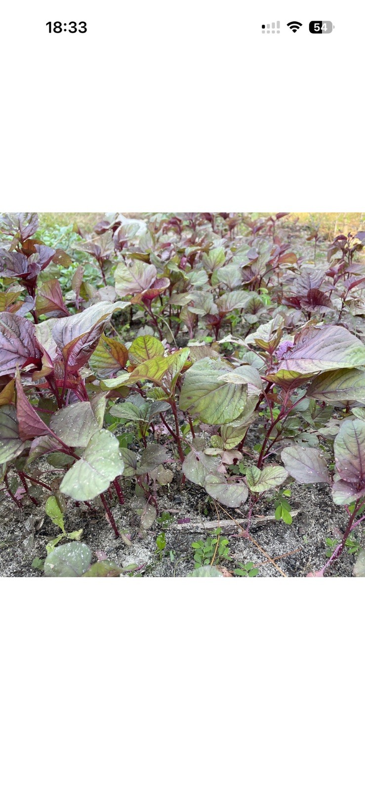 1000 Red Garnet Amaranth Seeds, Edible Amaranth, Amaranthus tricolor