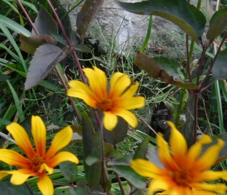 Heliopsis, Burning heart, perennial 15 seeds