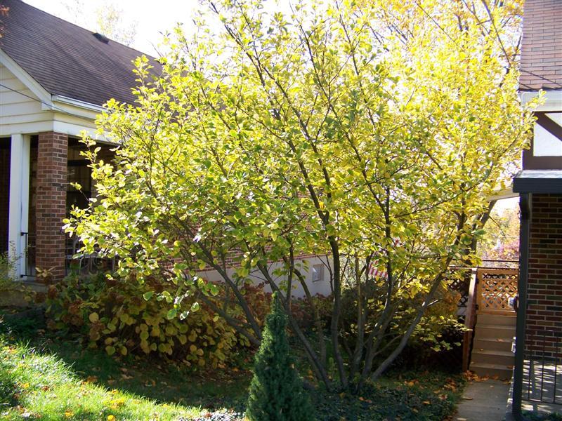 Witch Hazel, Hamamelis virginiana, Tree Seeds (Fragrant, Fall Color, Hardy)