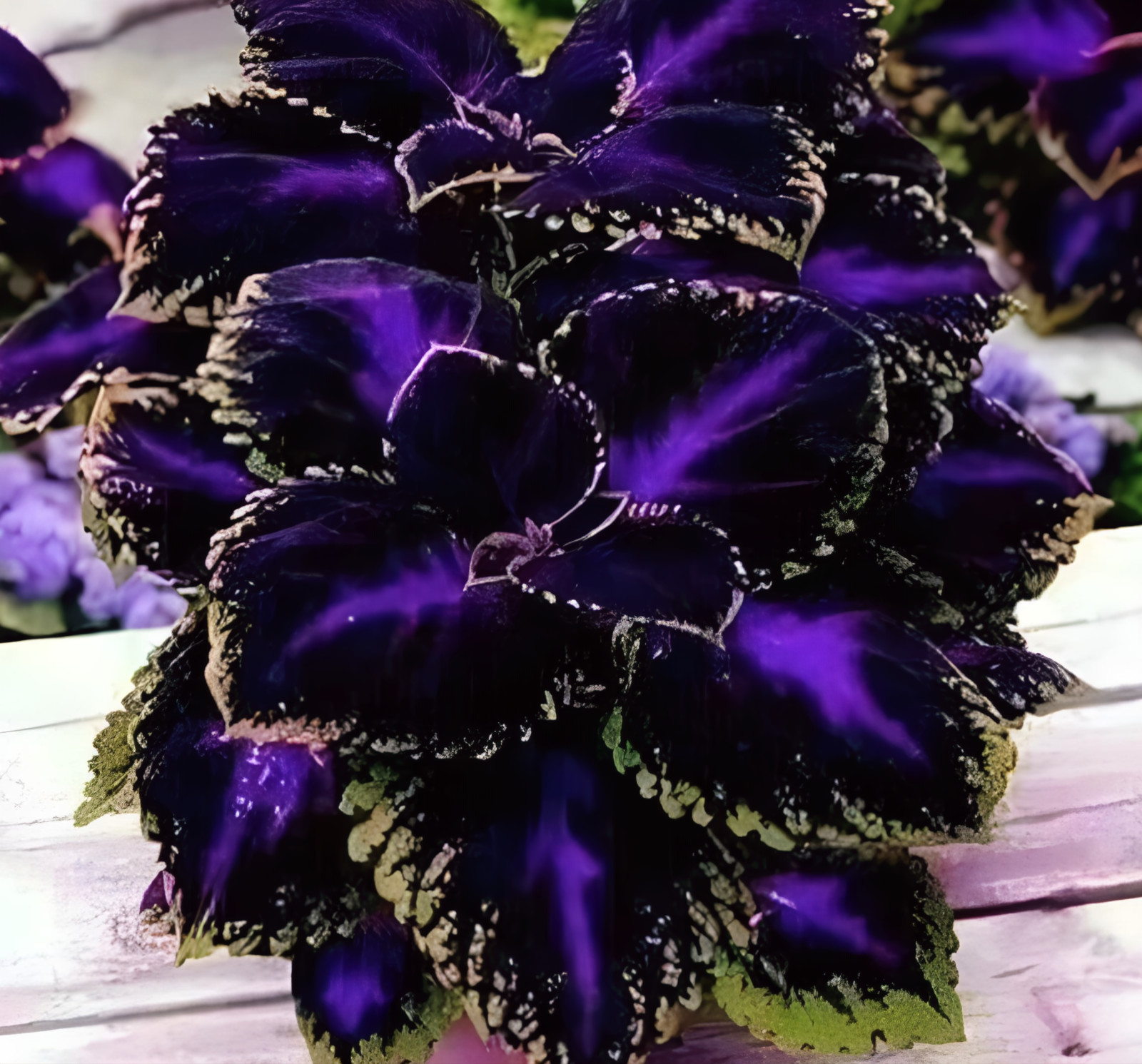 50+ Black Purple Coleus Seeds – Bold Foliage Plant – Easy-to-Grow for Garden or