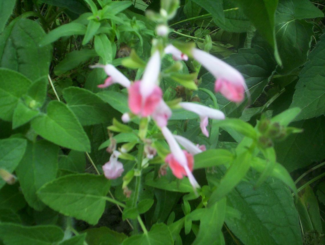 20 SEEDS CORAL NYMPH SALVIA