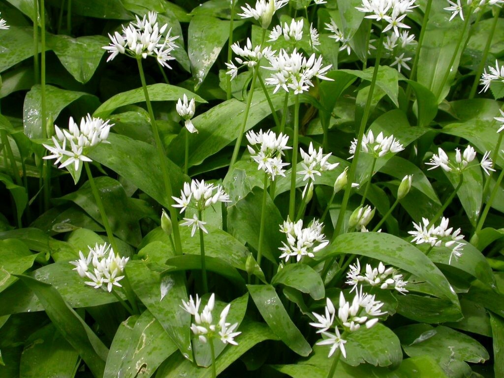 100+ ORGANIC Seeds of Ramsons Broad-Leaved Wild Garlic — NON-GMO from US SELLER