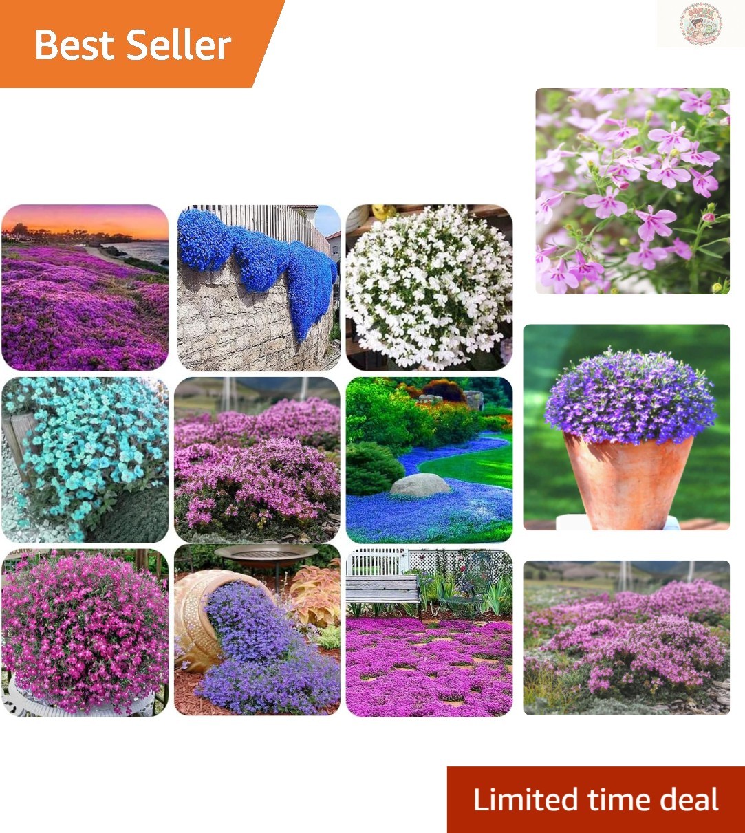 1000+ Heirloom Creeping Thyme Seeds – Vibrant Ground Cover for Summer Gardens