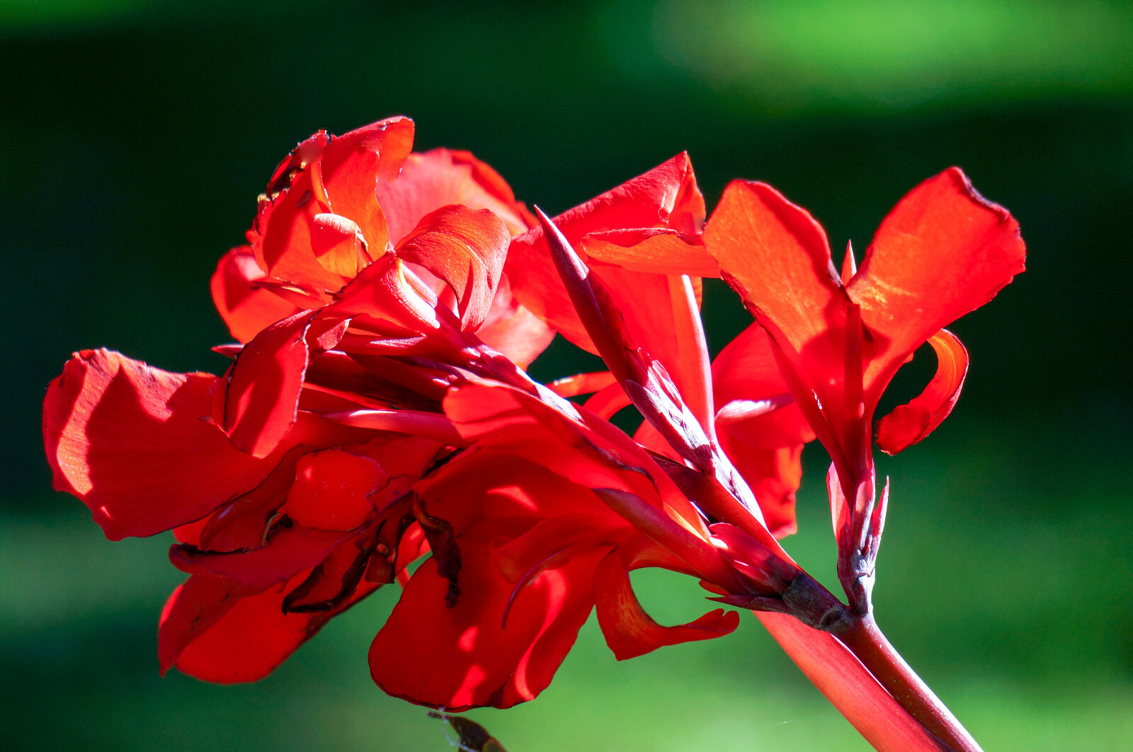 5 RED CANNA LILY Indian Shot Canna Indica Flower Seeds *Flat S/H
