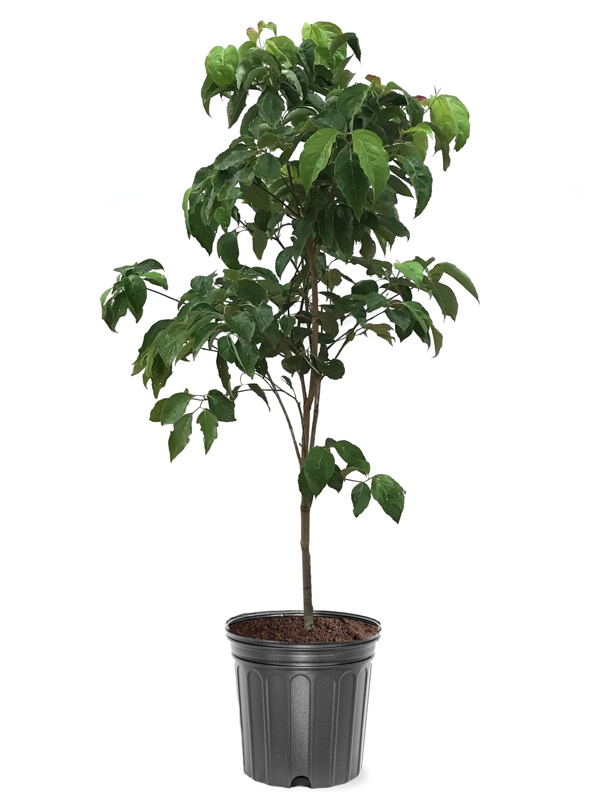 Dogwood Tree ‘Cherokee Brave’ – Live Native Flowering Tree, 5-Gallon Pot, Col…