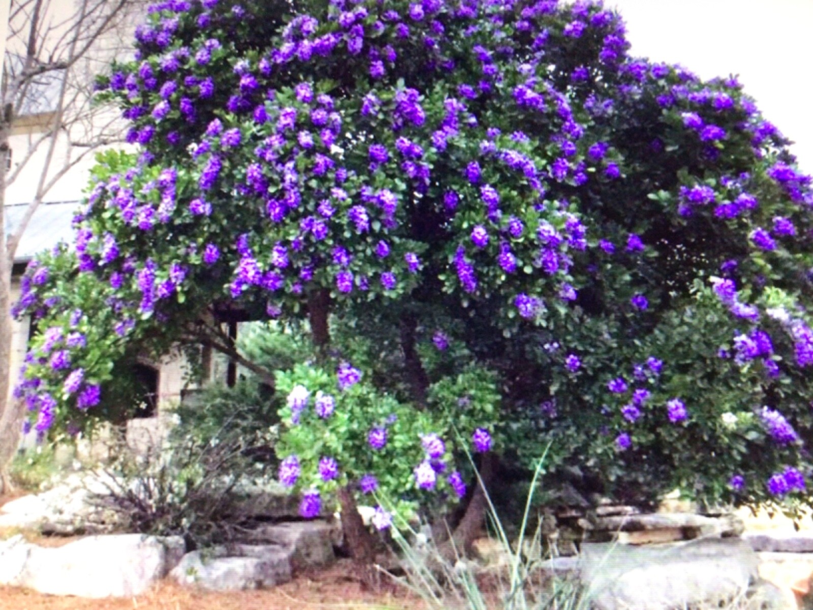 Texas Mountain Laurel Sophora secundiflora 15 Seeds
