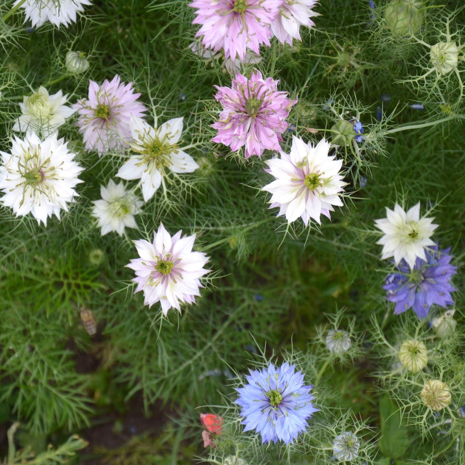 Nigella Seeds Mix – 1000 Pcs Annual Flower Seeds for Vibrant Blooms and
