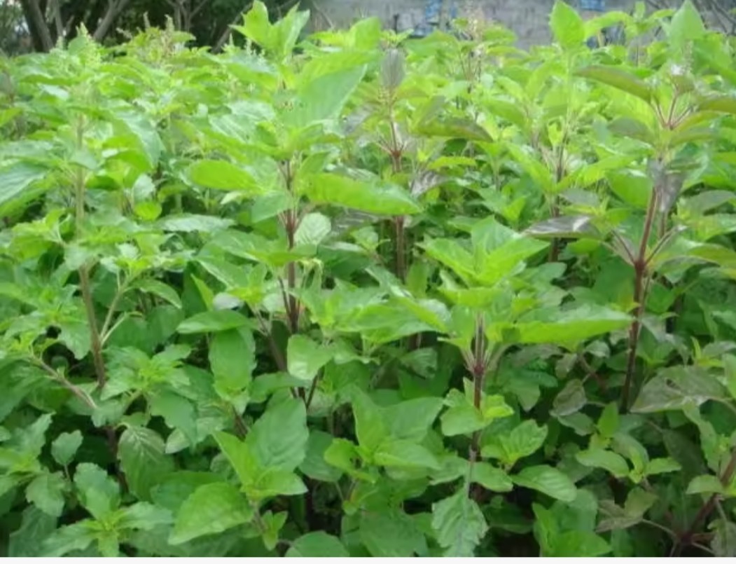 12 Live Holy Basil Plants ( Rama Tulsi , กะเพราขาว) Live Plants