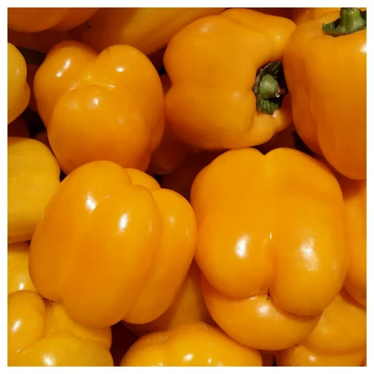 Golden California Wonder Sweet Bell Pepper Seeds (30) / ORGANIC / FLORIDA GROWN