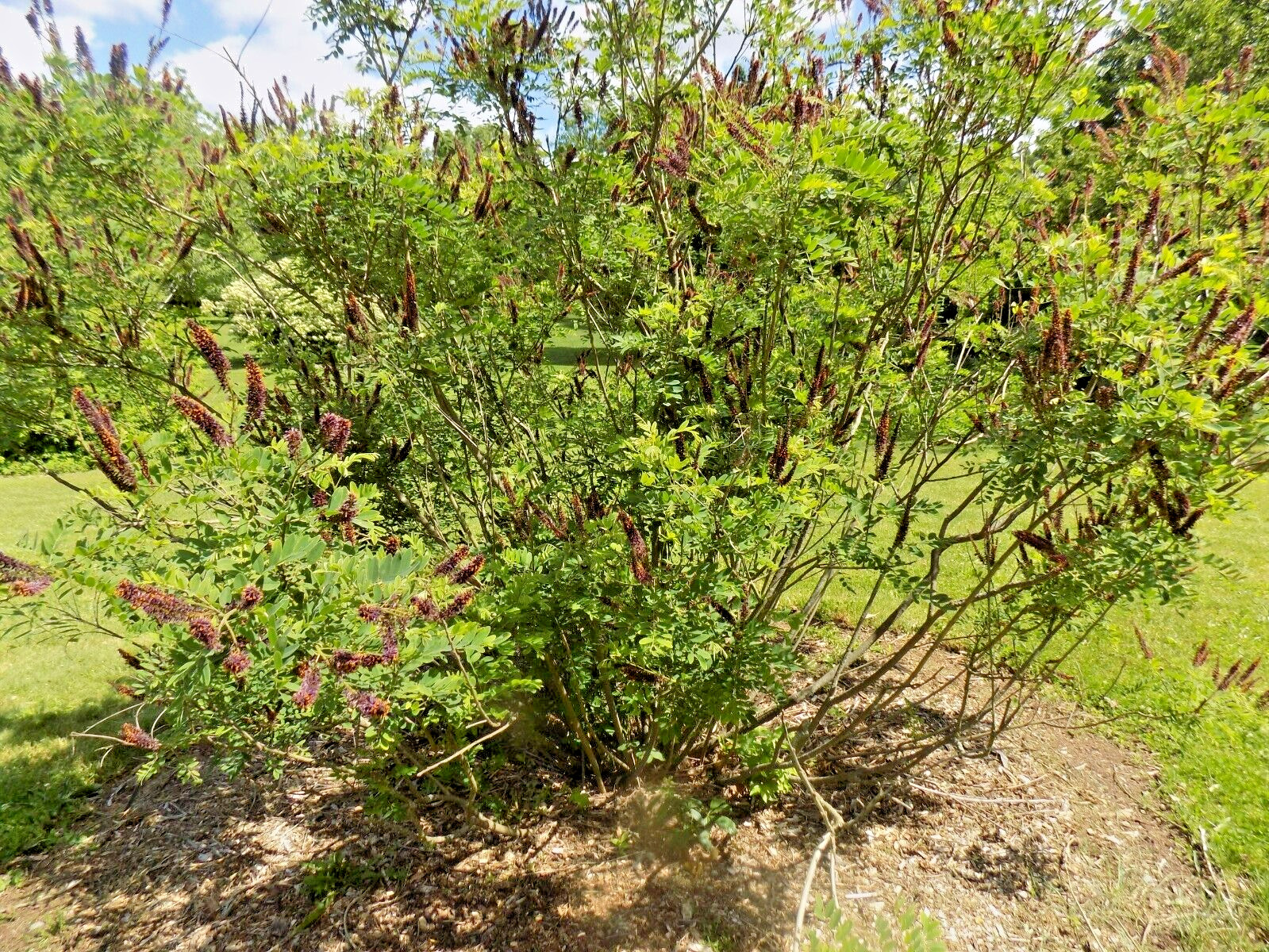 30 INDIGO BUSH SEEDS – Amorpha fruticosa