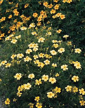 Marigold Signet Lemon Gem 2,000 seeds