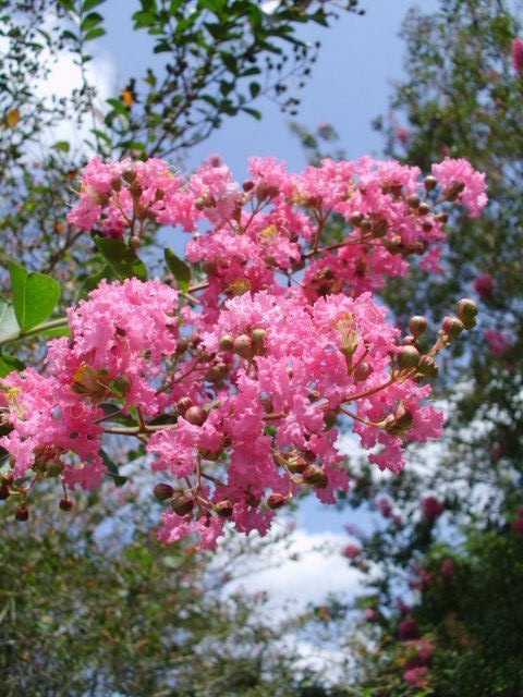 25 HOPI CREPE MYRTLE SEEDS – Lagerstroemia indica