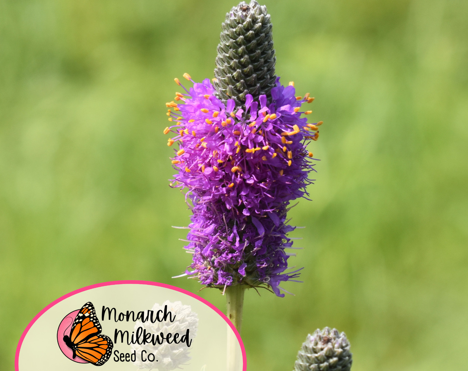 2750+ Clover ‘Purple Prairie’ Seeds | Native Wildflower Gardening Flower Seeds