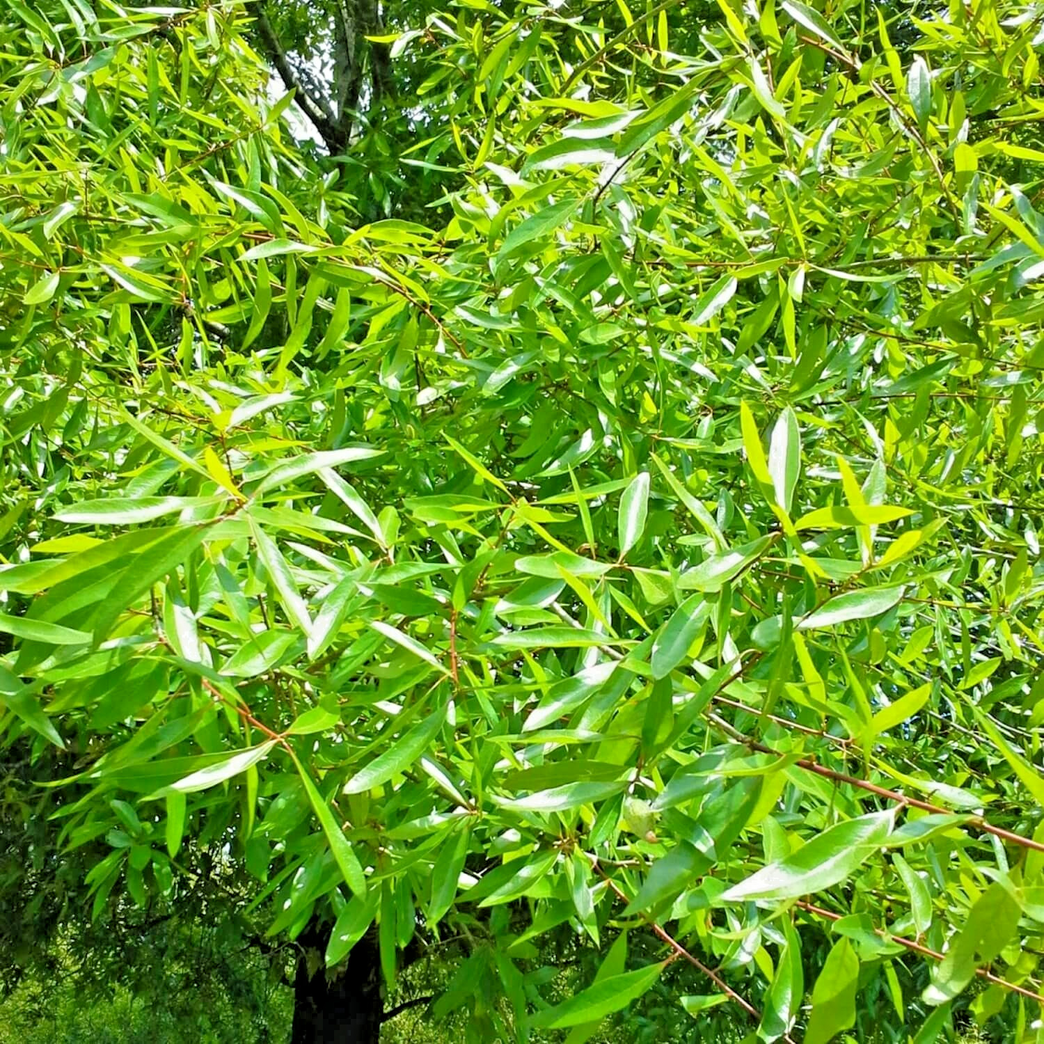 12 WILLOW OAK ACORNS – Quercus phellos