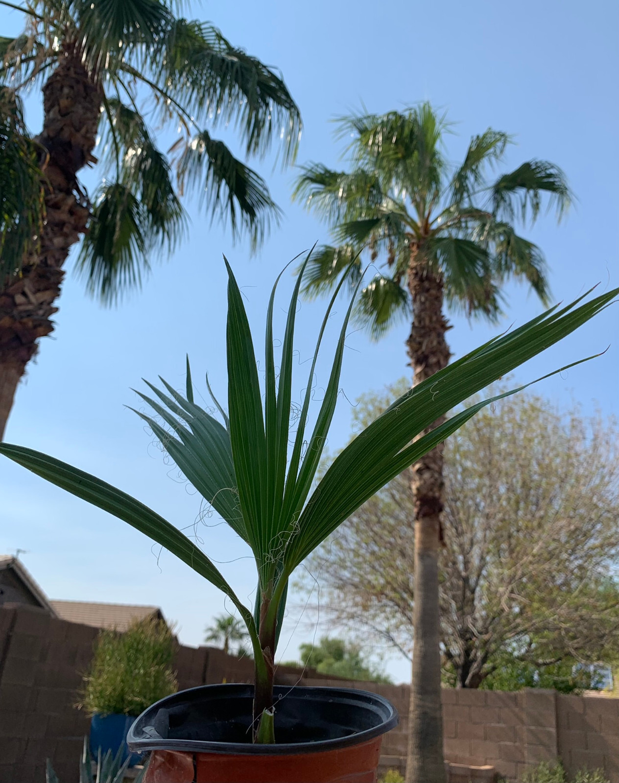 Mexican Fan Palm (Washingtonia Robusta) seeds.Tropical exotic, easy to grow (25)