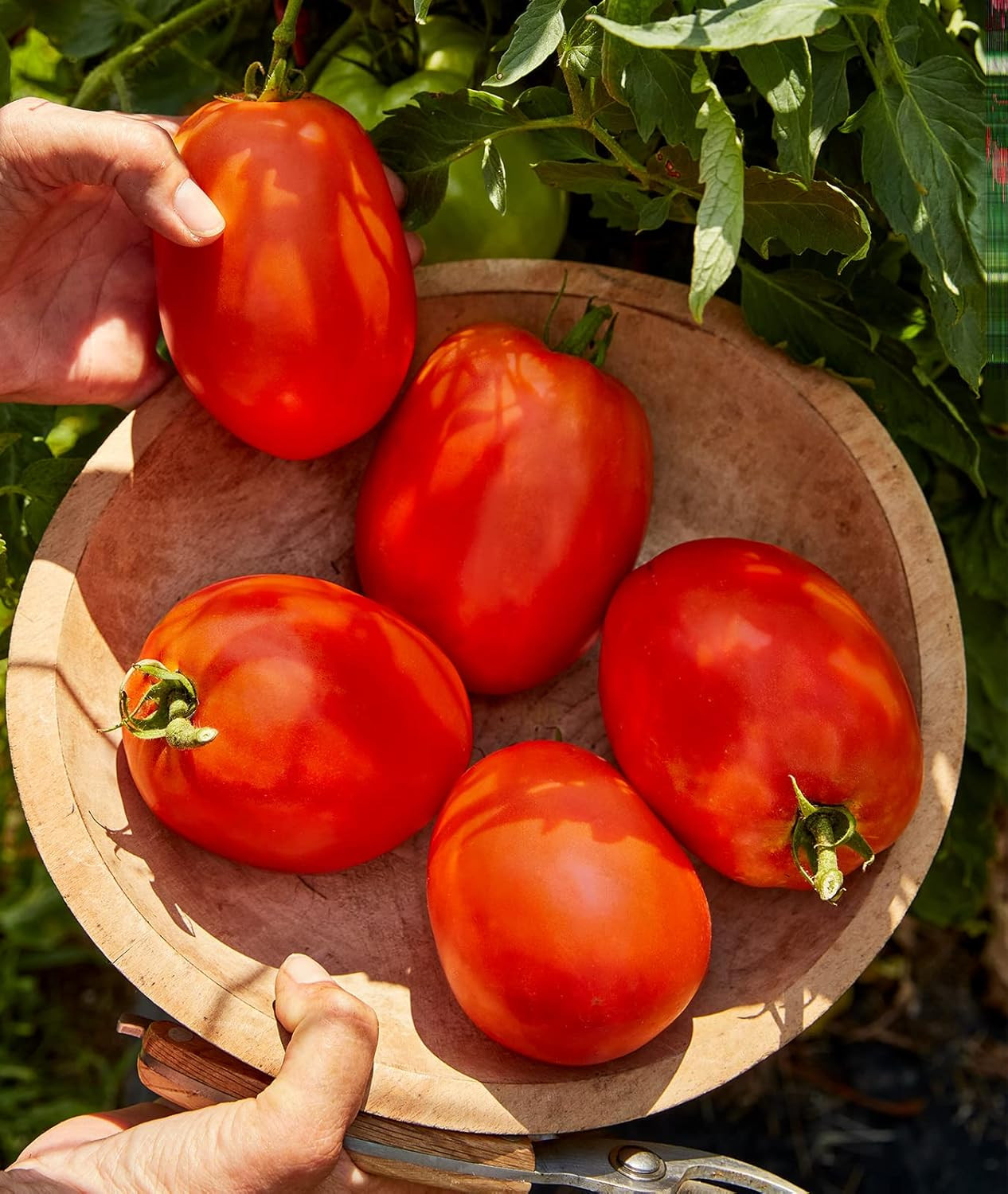 Burpee Exclusive ‘SuperSauce’ Hybrid 25 Non-GMO Large Red Sauce & Paste Tomato