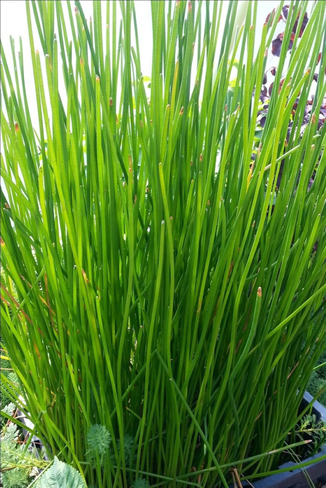 CHINESE WATER CHESTNUTS 16 bulbs (Eleocharis dulcis), edible, extremely rare