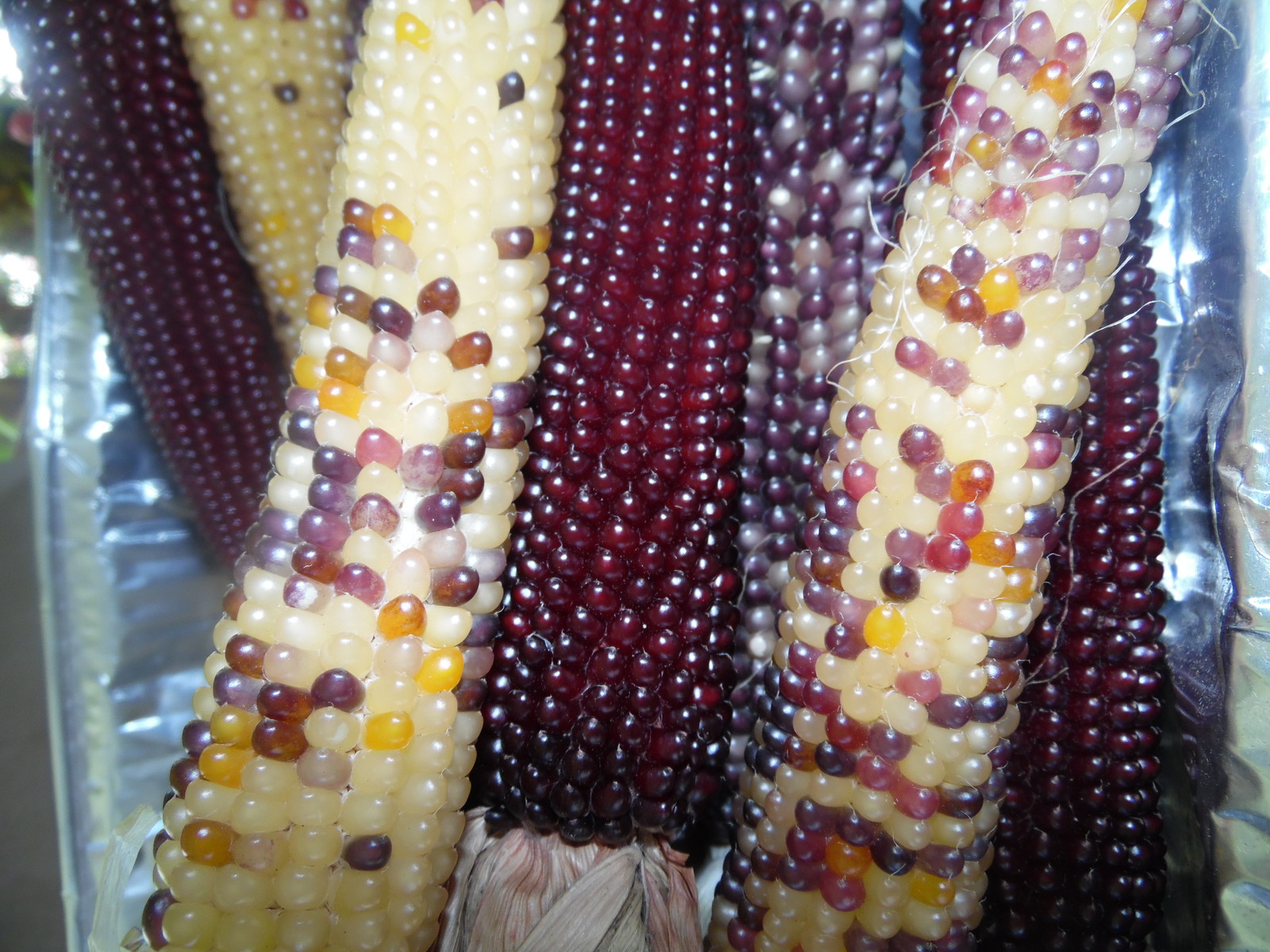 Rainbow Popcorn – 50 Seeds Makes Great Tasting Popcorn KIDS LOVE IT! COMB. S/H