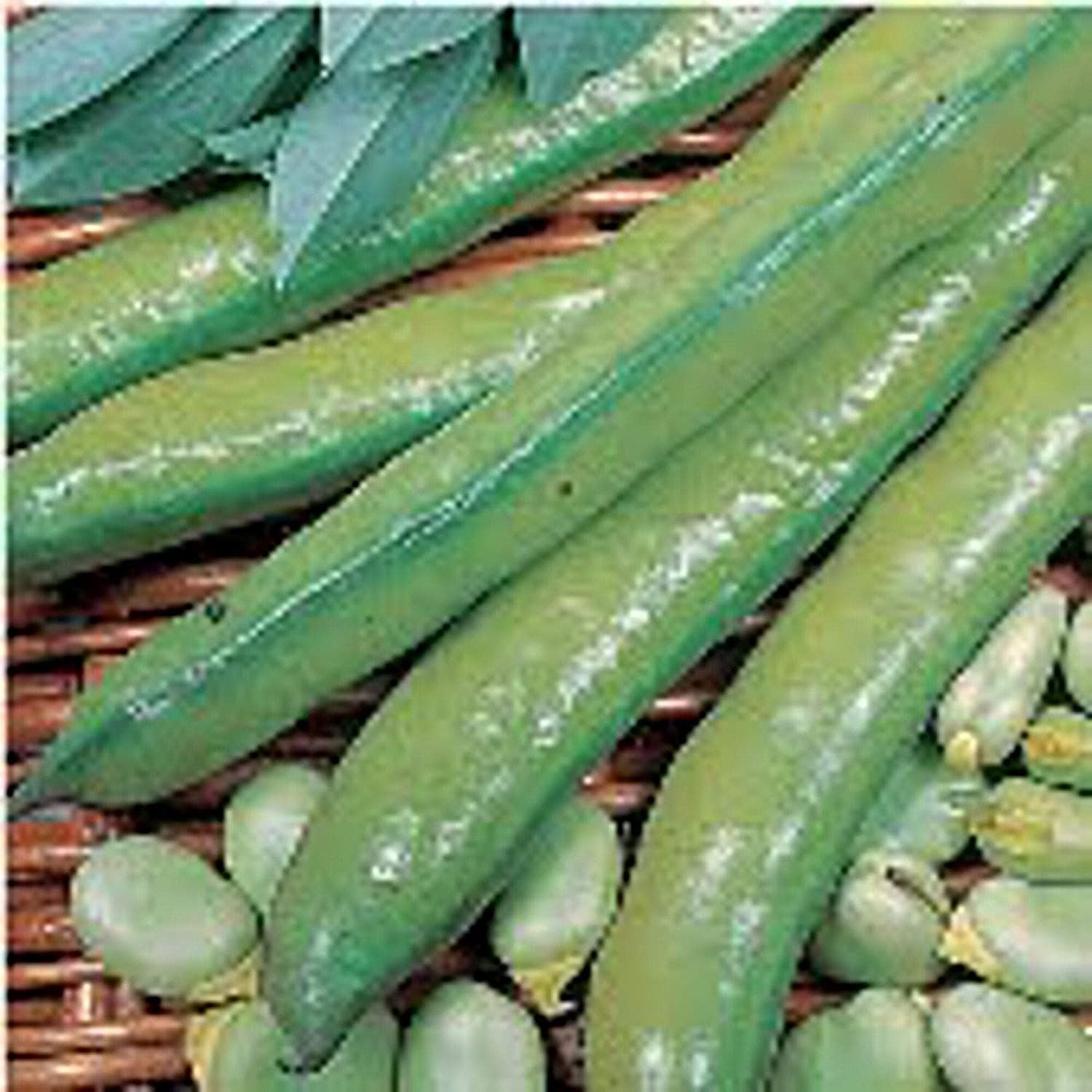 Aquadulce Fava Beans Seeds (25+ Seeds)(More Heirloom, Organic, Non GMO, Vegetabl